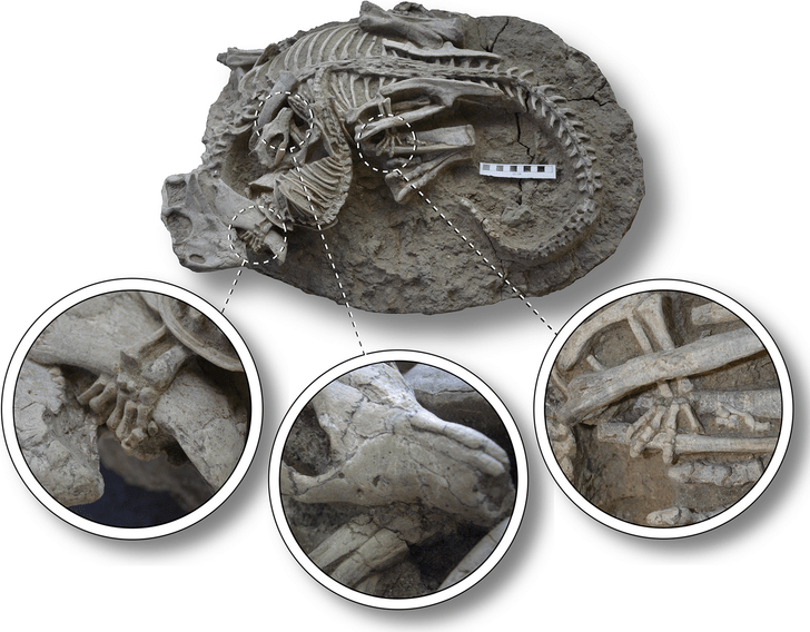 Вгрызается в ребра: посмотрите на схватку древнего барсука и динозавра 125 млн лет назад