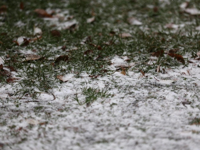 Снег задерживается в траве, но ненадолго | nsk54.online