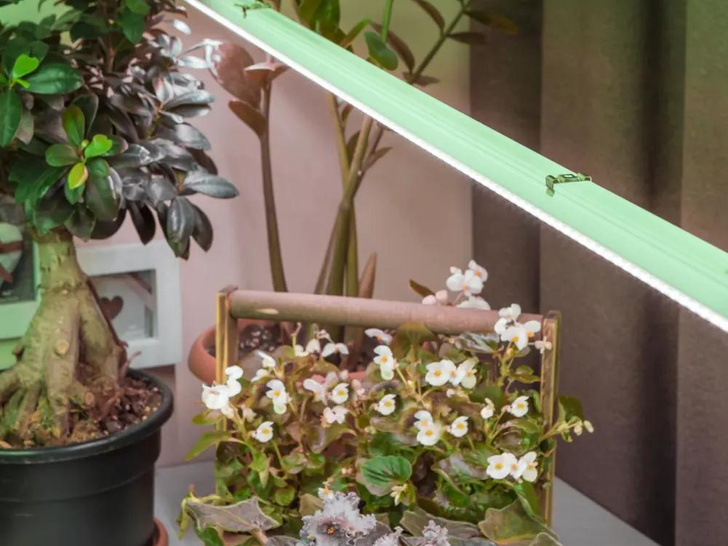 Сила света: как выбрать фитолампу для рассады и комнатных растений