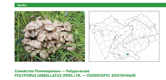 Растет в прирусловых лиственных лесах, на ивах и берёзах | Источник: Красная книга Алтайского края