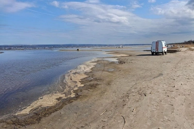 Орнитолог сообщил о маслянистых пятнах на птицах в Финском заливе