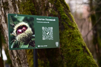 В Сочи начали спасать каштан от болезней и вредителей