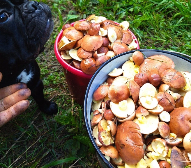 Полные ведра омичи собирают в лесах возле Федоровки  | Источник: «Грибы. Грибники Омска и Омской области"/ vk.com