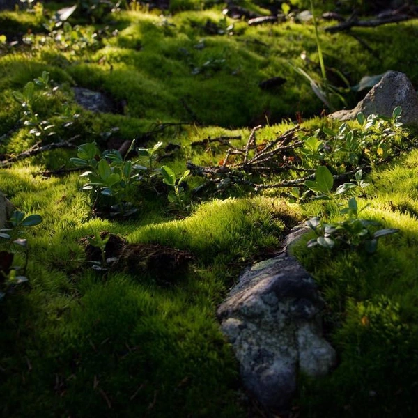 Ковер, а не мох | Источник: nymph542.Елена Перминова / Instagram (экстремистская организация, деятельность запрещена в РФ)