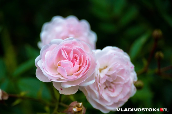 Источник: Елена Буйвол / VLADIVOSTOK1.RU