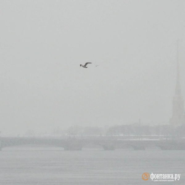 Источник: Михаил Огнев / FONTANKA.RU 