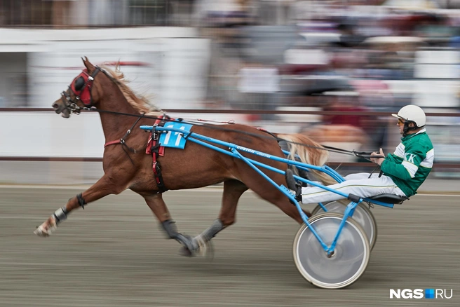 В гонке участвовали лошади разных пород | Источник: Александр Ощепков / NGS.RU