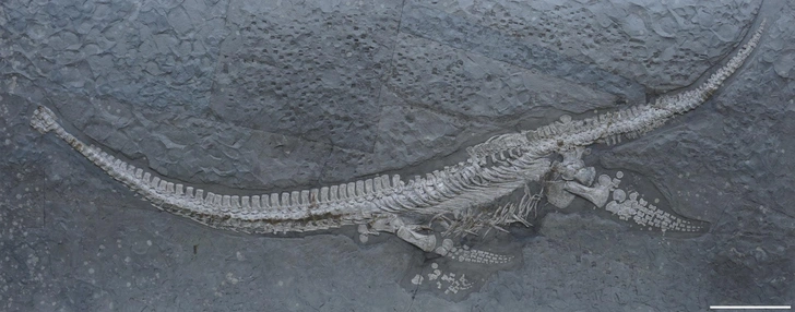 Скелет Plesionectes longicollum | Источник: S. Sachs & D. Madzia, doi: 10.7717/peerj.19665