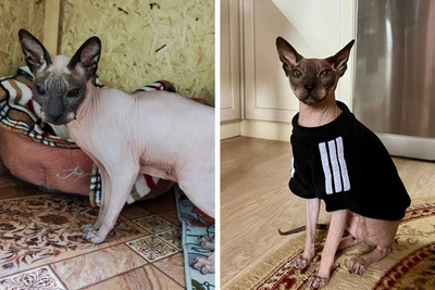 Blind, Deaf Sphynx Cat Adidas Transforms After Year in Home