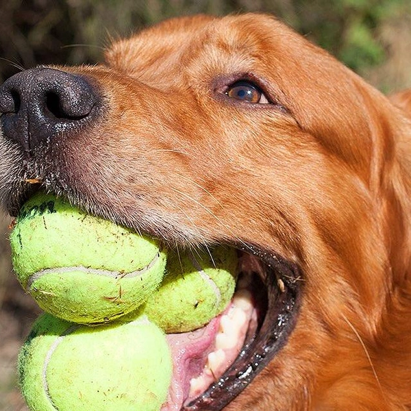 Источник: Renee DeMartin / Comedy Pet Photography Awards