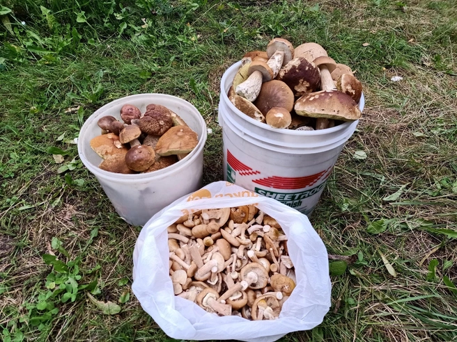 Сбор белых грибов в Подмосковье продолжается | Источник: Вальдемар Б. / Грибы в Подмосковье 2025 / VK.com