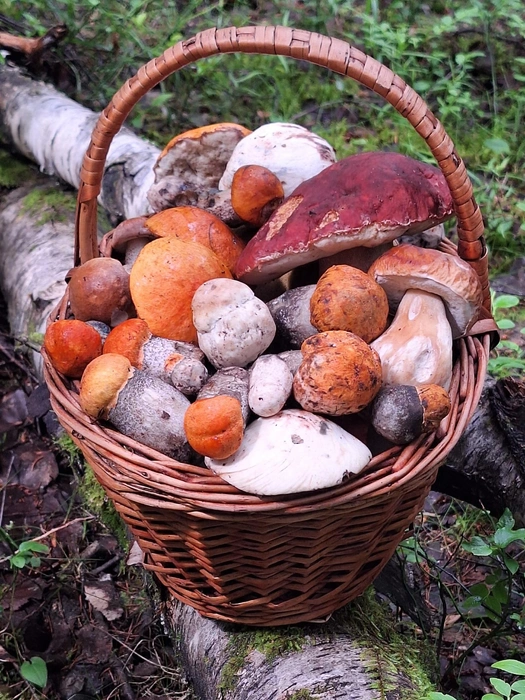 Источник: Денис Харитонов / Грибы и Грибники СПб