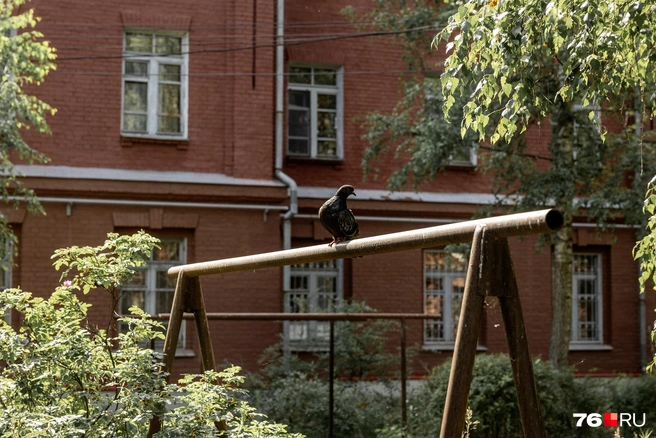 Голуби облюбовали старую сушилку для белья | Источник: Александр Куренной / 76.RU