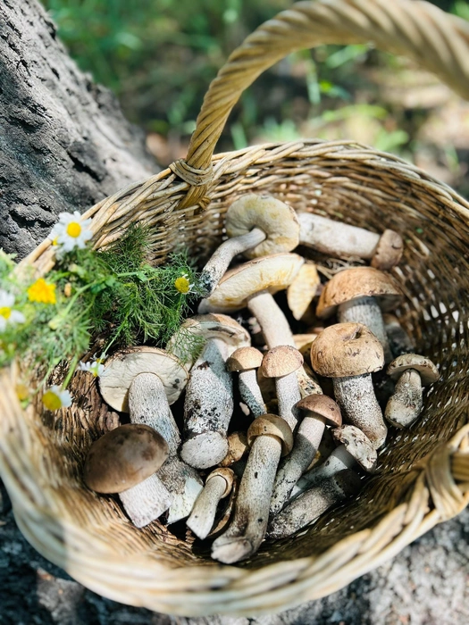 Из собранных грибов получился отличный пирог и суп | Источник: Татьяна Немчинова