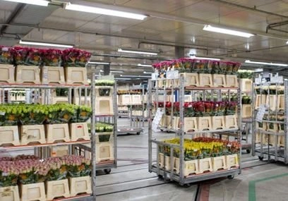 Россия может ограничить реэкспорт цветов из Голландии | ya62.ru