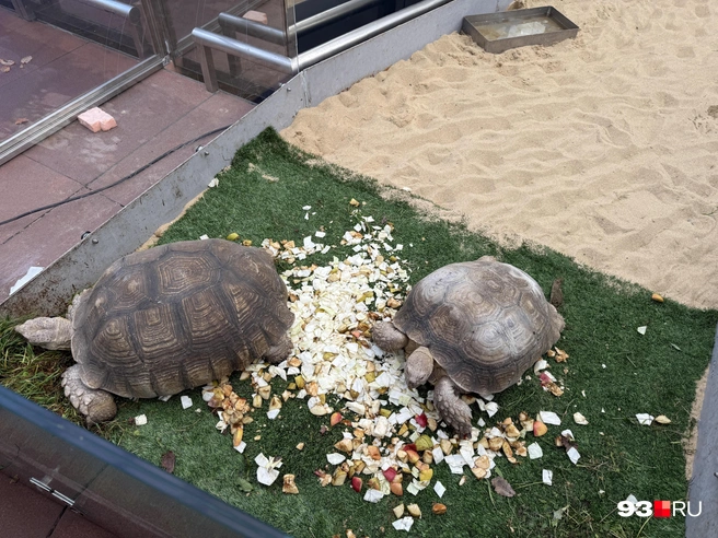 Черепахи зимуют в лабиринте | Источник: Валерия Дульская / 93.RU