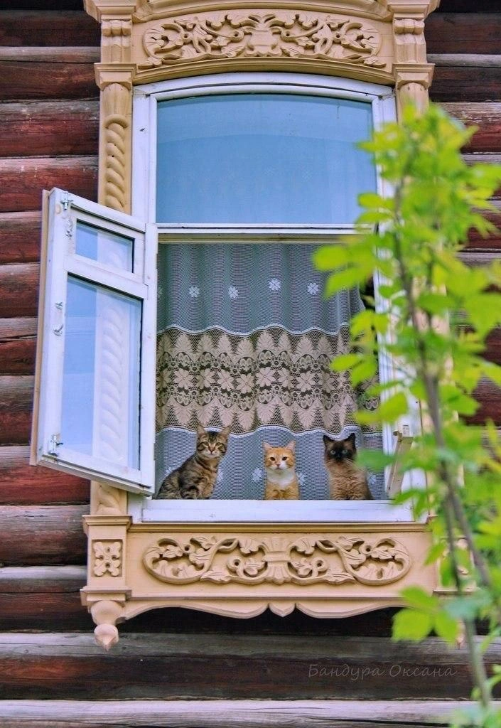 Или смотрит на гуляющих в окно | Источник: Эмилия