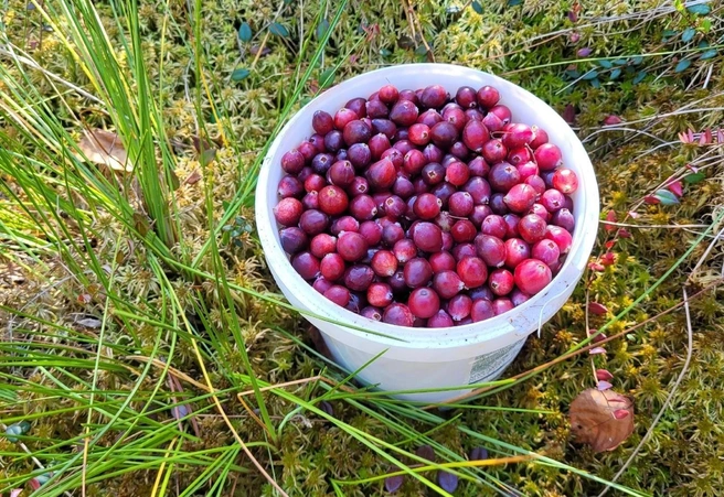 Многим нижегородцам удается найти действительно крупные ягоды | Источник: Елена Першина