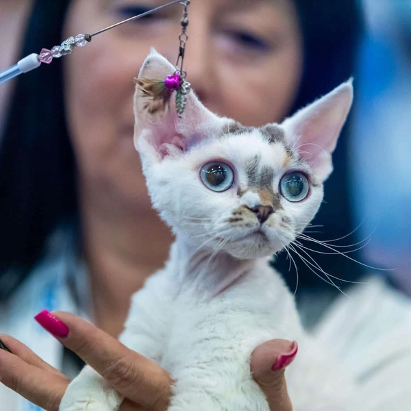 Единственная кошка в топ-10 занимает девятую строчку (15&nbsp;072 балла). Это представительница породы девон-рекс из Польши по имени Loli Love Blue Devon | Источник: Malta Feline Guardians Club via WCF