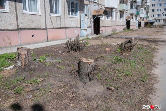 Теперь со стороны двора у дома одни пеньки | Источник: Иван Митюшёв