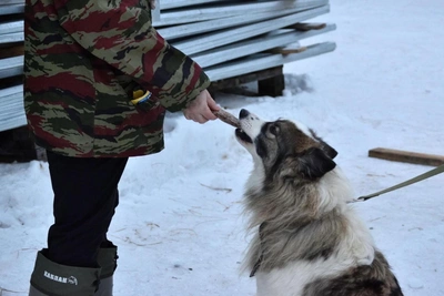 Surgut volunteer rescues homeless animals