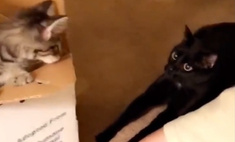Смешная реакция кота на котенка, принесенного в дом хозяевами (видео)