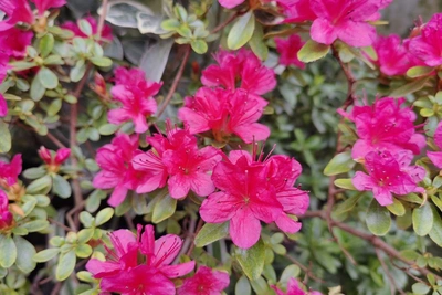 В Томске зацвели азалии: коллекция из 160 сортов