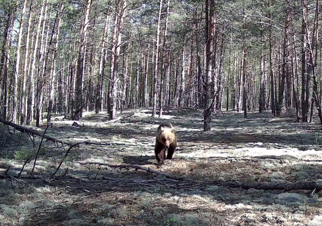 У мишек сейчас сезон гона | Источник: Руслан Шамсутдинов / t.me