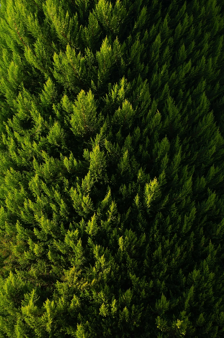 Источник: Viktor Talashuk/Unsplash