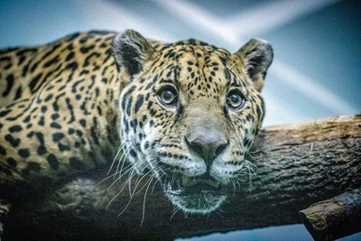 Ягуар Порги отпраздновал 19-й день рождения