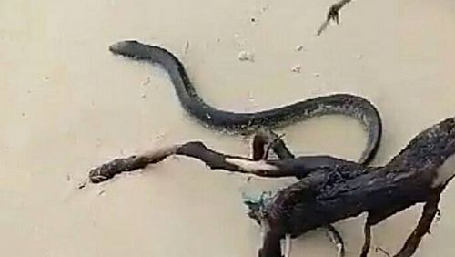 На пляжах Таиланда замечены ядовитые морские змеи