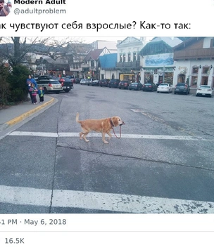 Лучшие шутки и мемы про взрослую жизнь