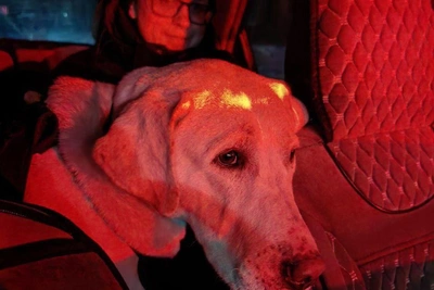 Эльза из зоогалереи стала нянькой для потерявшейся собаки