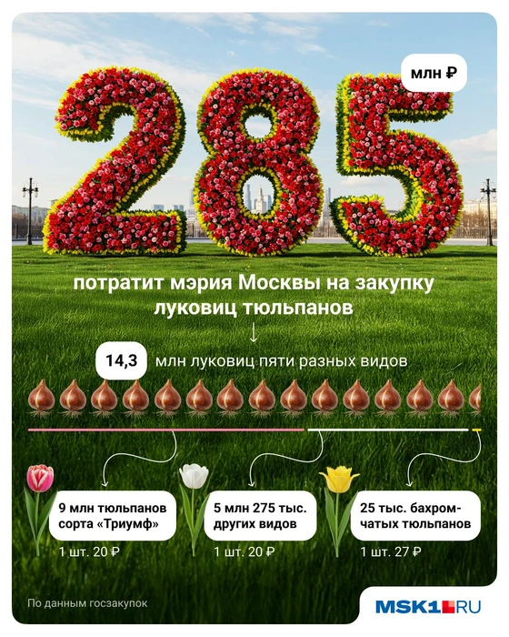 Наглядно показываем, сколько тюльпанов закупит столичная мэрия | Источник: Полина Авдошина / Городские медиа