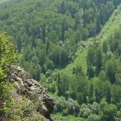 Каждый год фиксируются случаи исчезновения людей в лесах и отравлений грибами и ягодами | Источник: www.city-n.ru