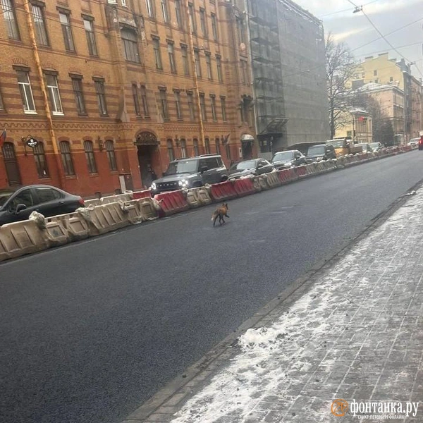 Растерянную лису заметили в Летнем саду и не только | Источник: читатель «Фонтанки»