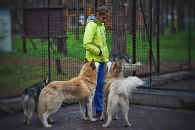 Источник: husky-land.ru