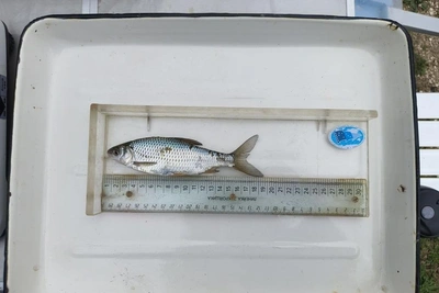 Судак и тарань завершили нерест в прогретом Азовском море