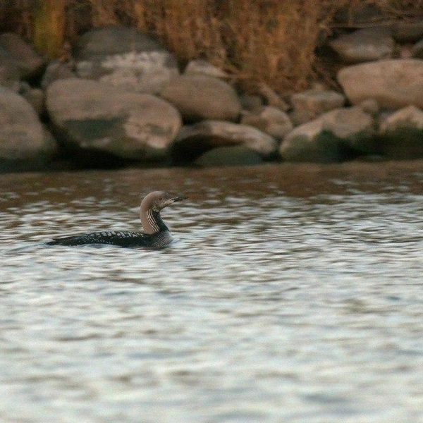 Источник: Павел Глазков / «Каждой твари по паре»