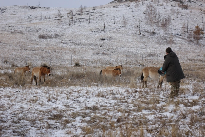 Копытные осваивают новые места | Источник: Заповедник «Хакасский» / Вконтакте