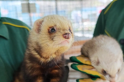 В барнаульском зоопарке объяснили «схватку» хорьков брачным периодом