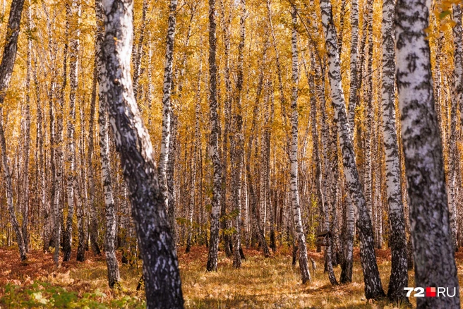 Успевайте насладиться красотой | Источник: Ирина Шарова / 72.RU