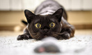 Зоопсихолог Клюсовец объяснила, почему кошки делают «тыгыдык» по ночам