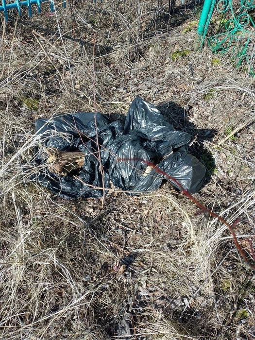 Очевидец утверждает, что в пакете человеческие кости  | Источник: «Главное Тобольск» / Telegram