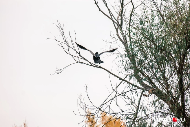Вороны здесь часто бывают | Источник: Булат Салихов / UFA1.RU