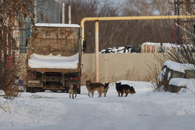 Наибольшее количество заявок на отлов поступило из Кемерова, Новокузнецка и Ленинска-Кузнецкого | 142.ru