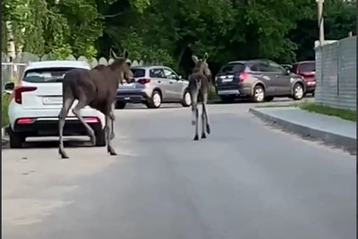 Двух лосей заметили в ЖК Нижнего Новгорода — видео