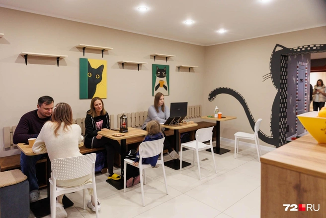 Здесь можно поработать в обнимку с котом | Источник: Ирина Шарова / 72.RU