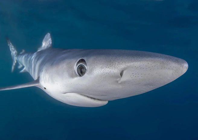 Источник: Colin Garrett / Shark Photographer of the Year 2025