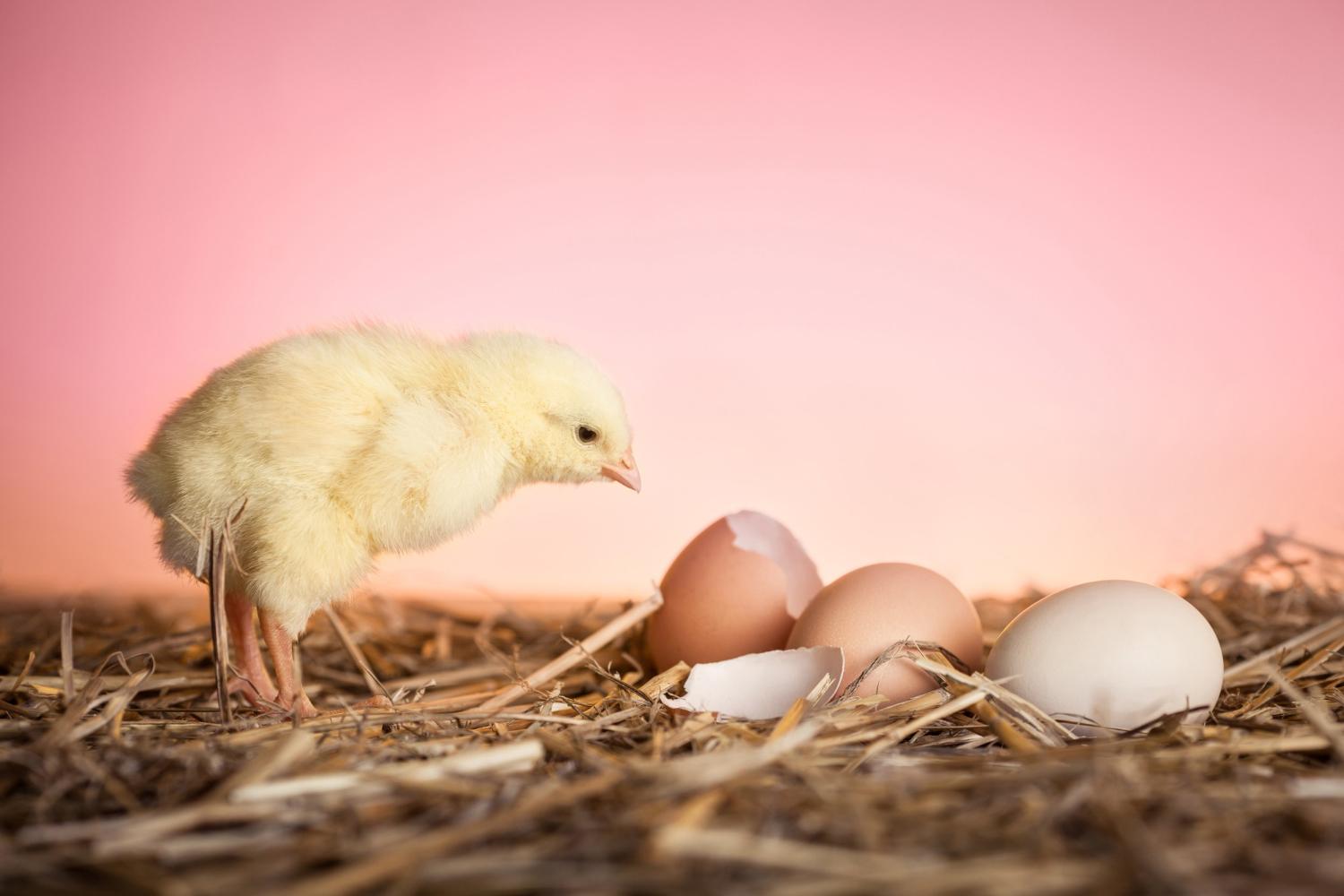 Учёные выяснили, что появилось раньше: курица или яйцо
